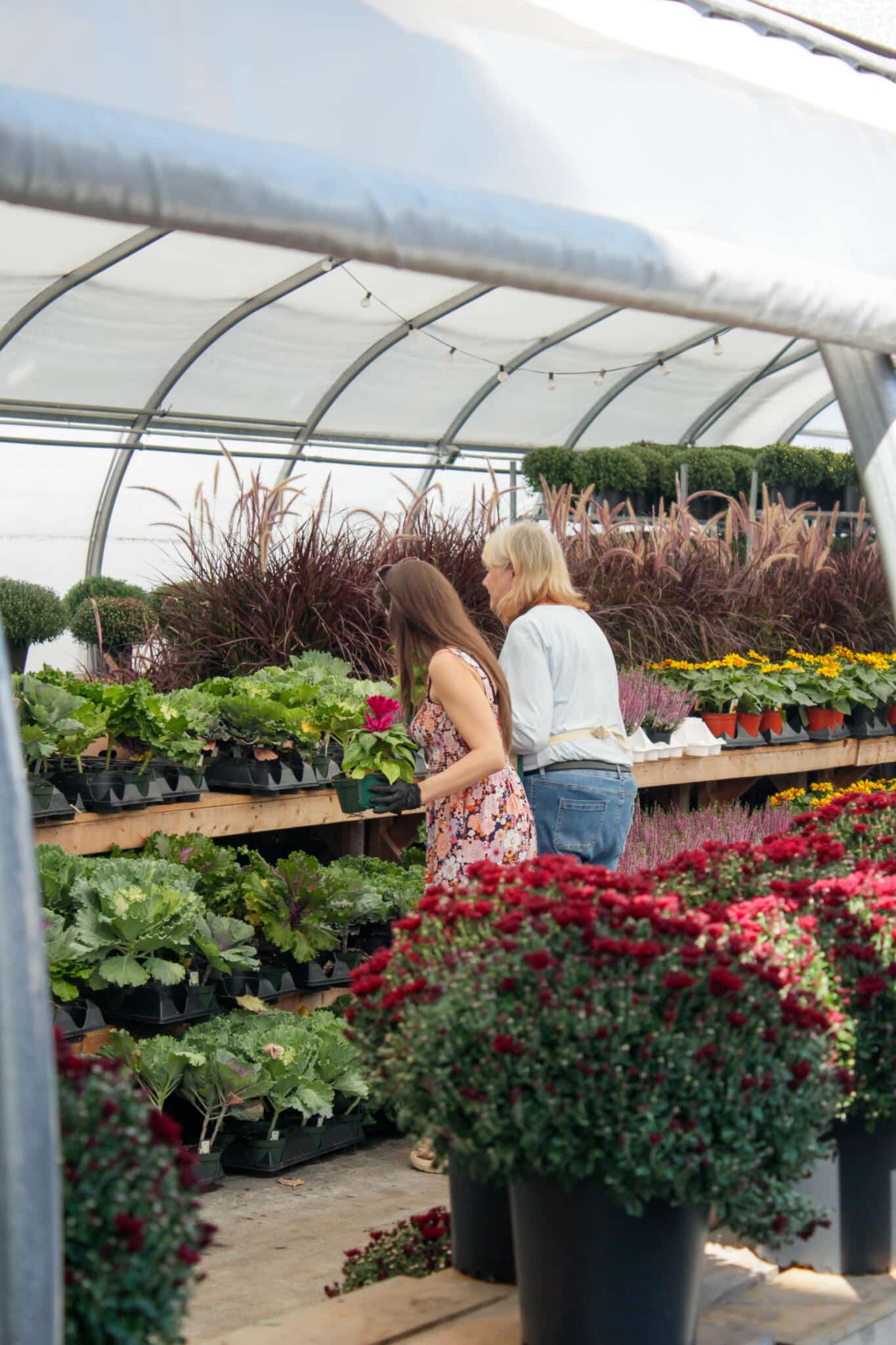 Customers Shopping in the Autumn Greenhouse Customers browsing autumn plants and arrangements inside the greenhouse at The Watering Can Vineland