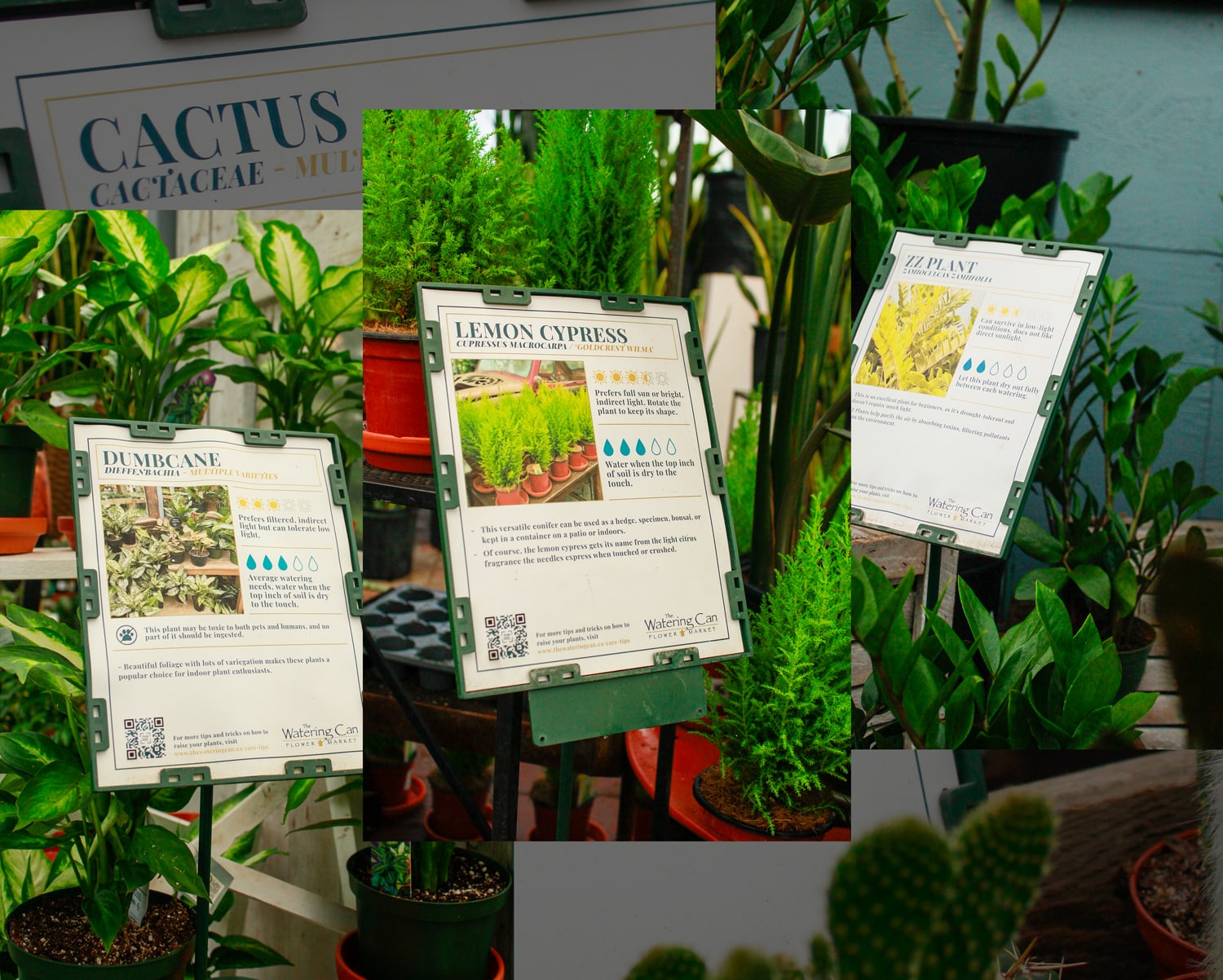 Self-Guided Plant Tour Signs in the Greenhouse Informational plant care signs on display in the greenhouse at The Watering Can Vineland for self-guided tours