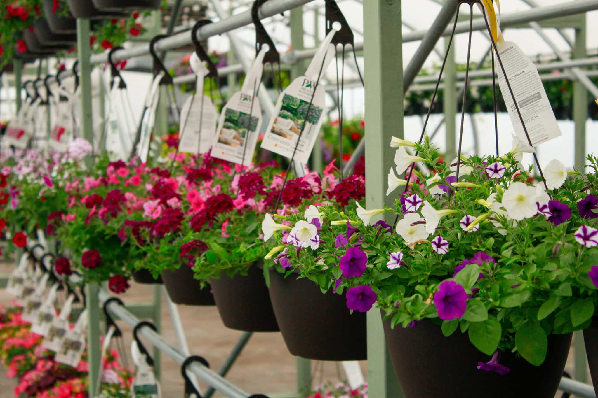 Greenhouse interior at The Watering Can with colourful hanging baskets overhead and plants on display below.