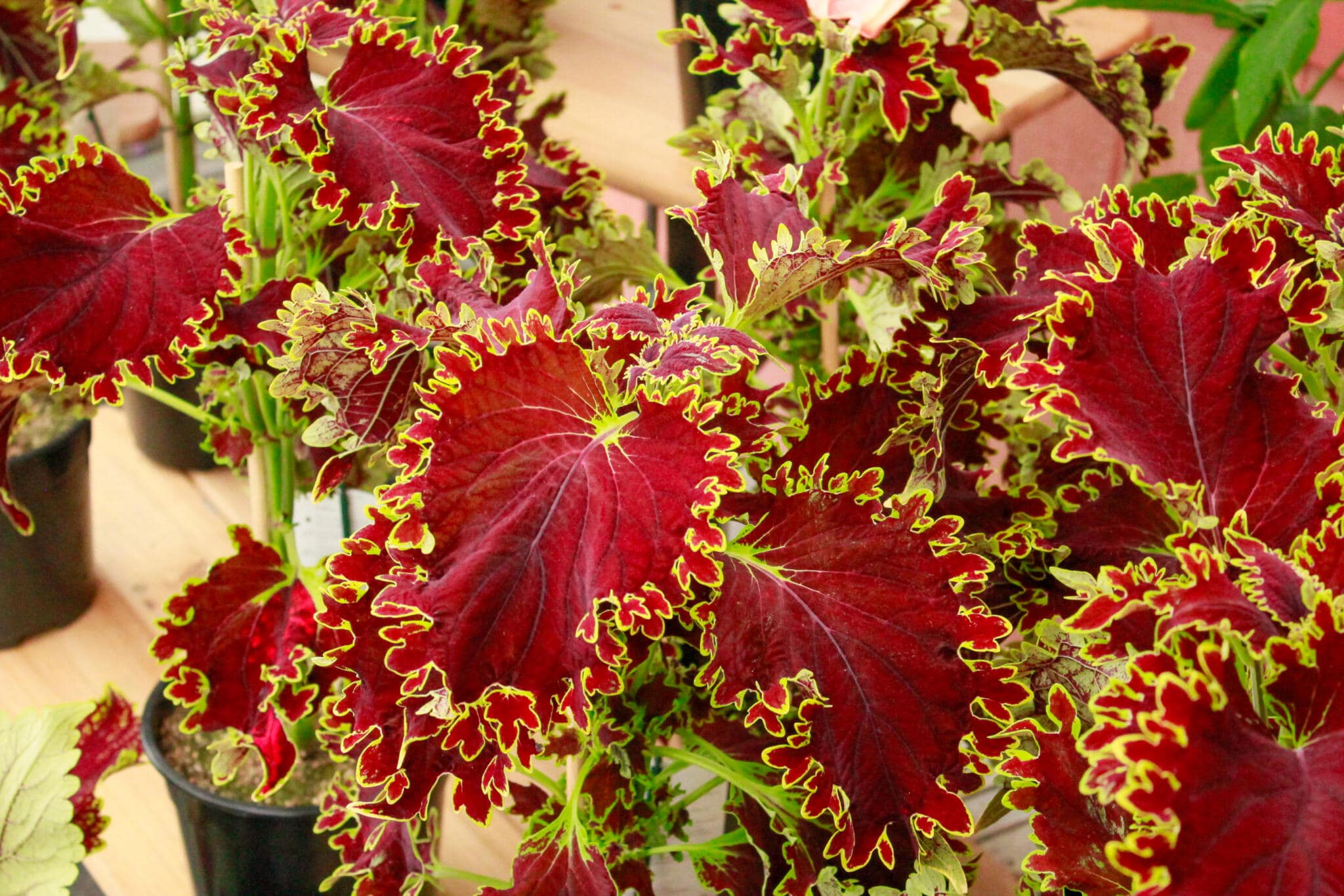 Close-up of vivid dark red caladium tropical leaves at The Watering Can greenhouse, Vineland.
