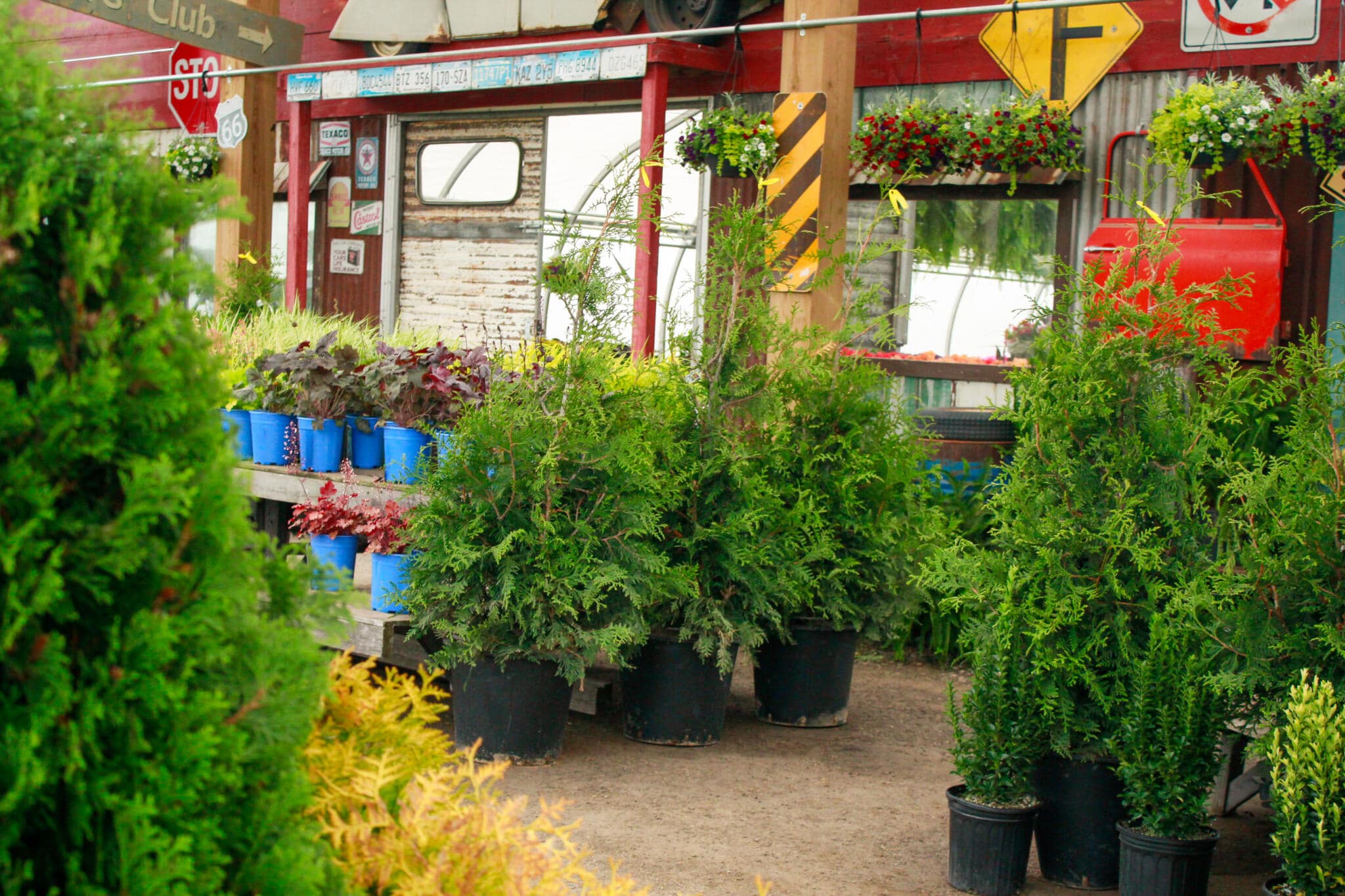 Outdoor retail plant display area at The Watering Can Flower Market in Vineland, Ontario.