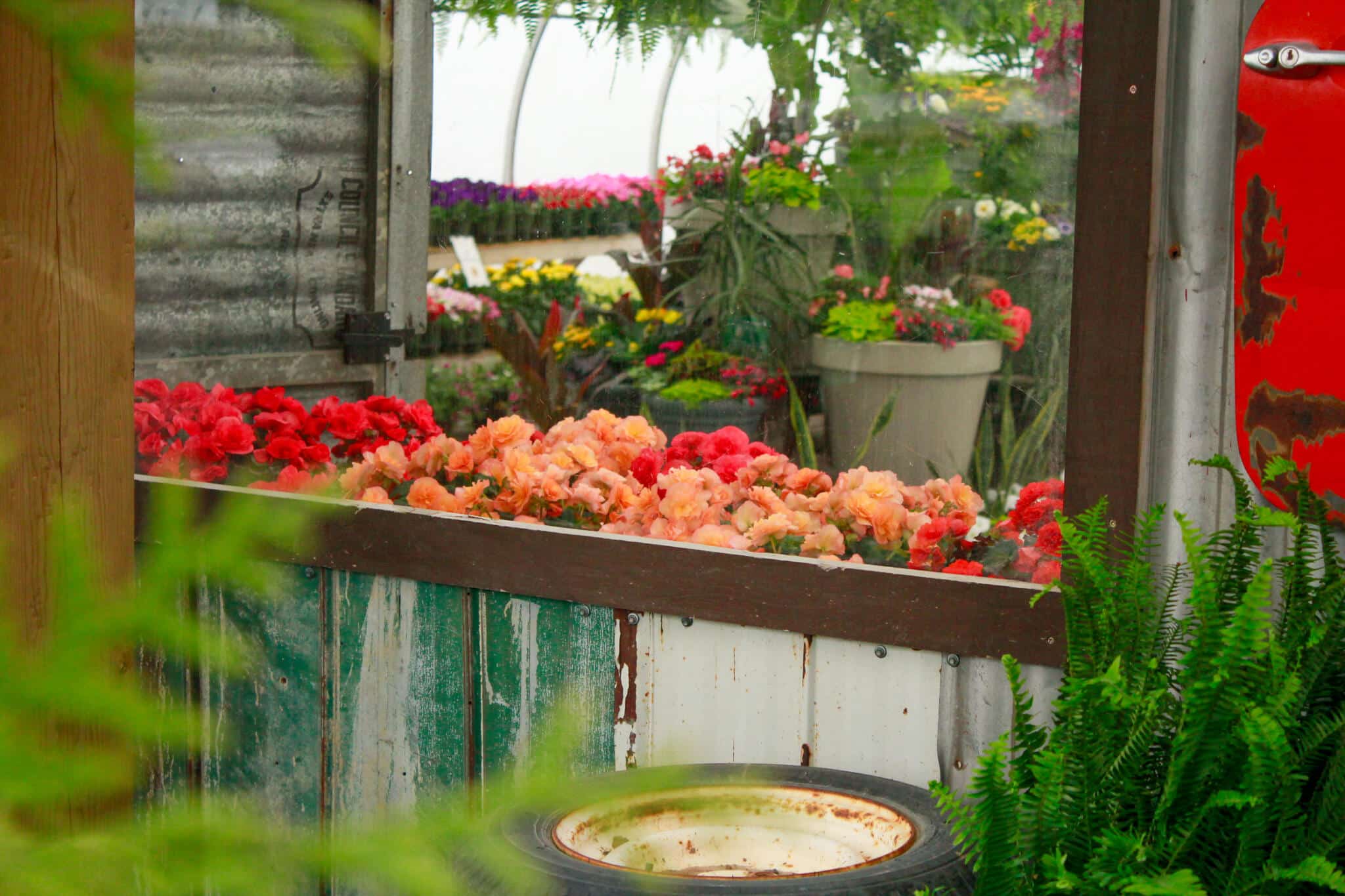 Wide-angle view of the interior of The Watering Can greenhouse with plants and greenhouse structure visible.