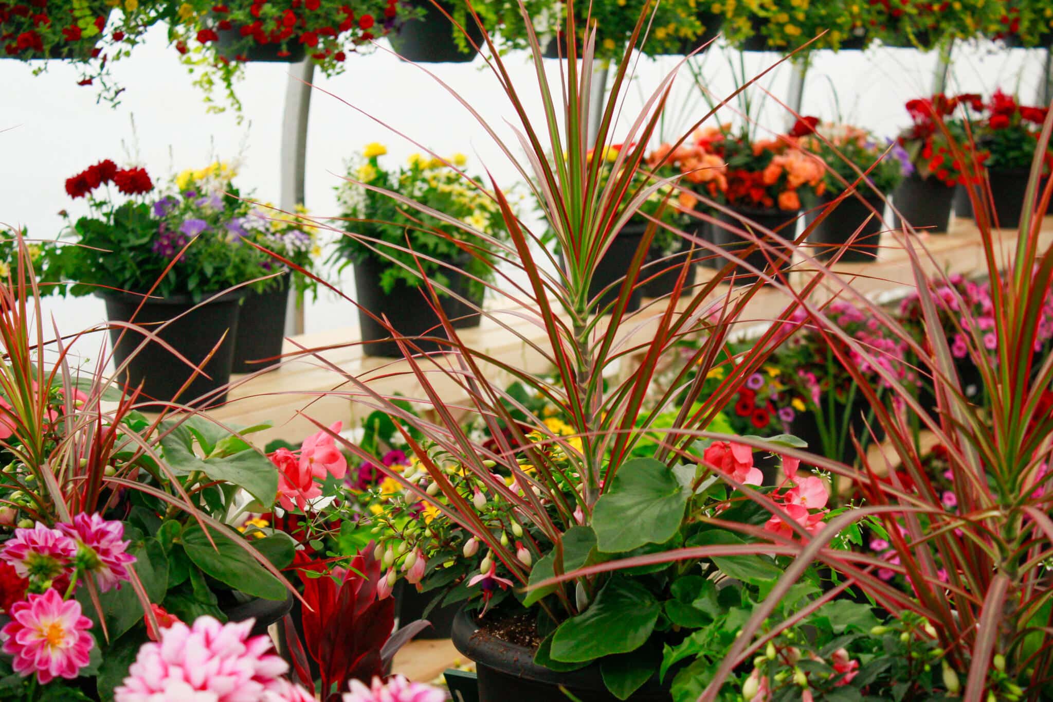 Hanging basket plants and colourful tropicals on display inside The Watering Can greenhouse in Vineland.