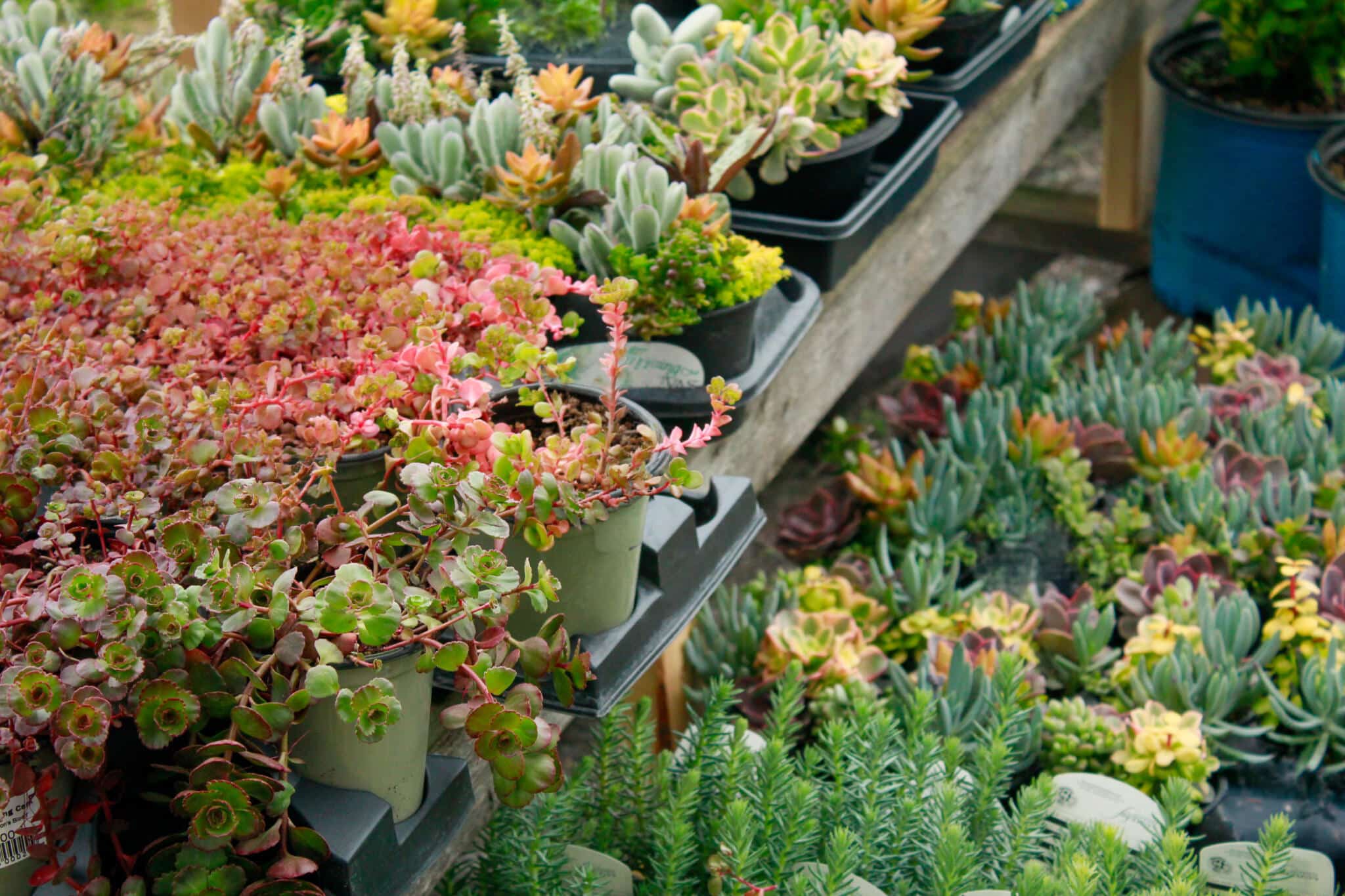 Wide variety of succulents and small plants arranged on display shelves inside The Watering Can greenhouse.