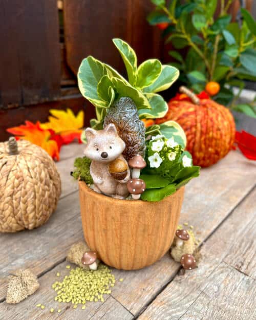 Orange ribbed pot with variegated foliage, white flowers and a fox figurine holding an acorn, shown with autumn pumpkins.