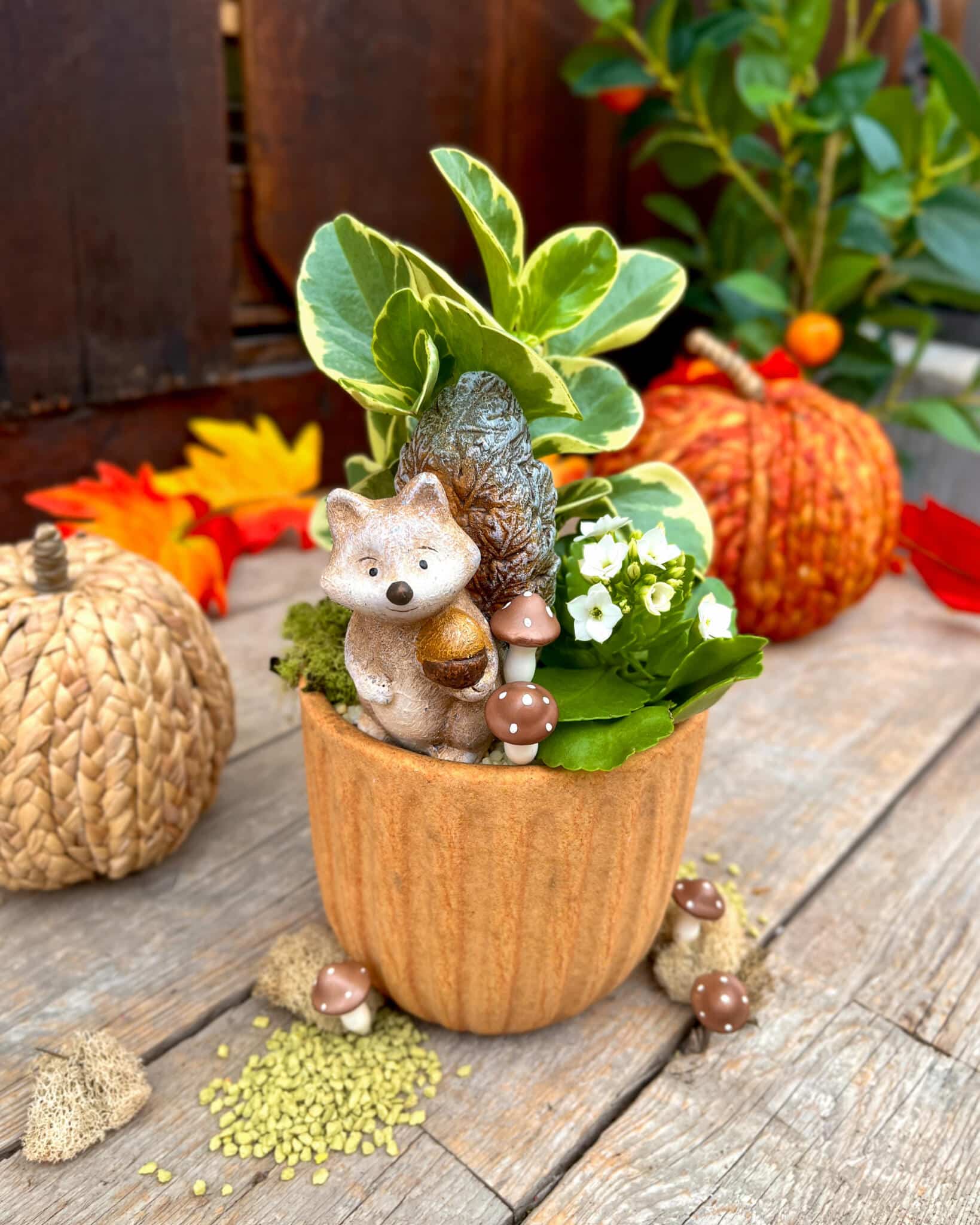 Orange ribbed pot with variegated foliage, white flowers and a fox figurine holding an acorn, shown with autumn pumpkins.