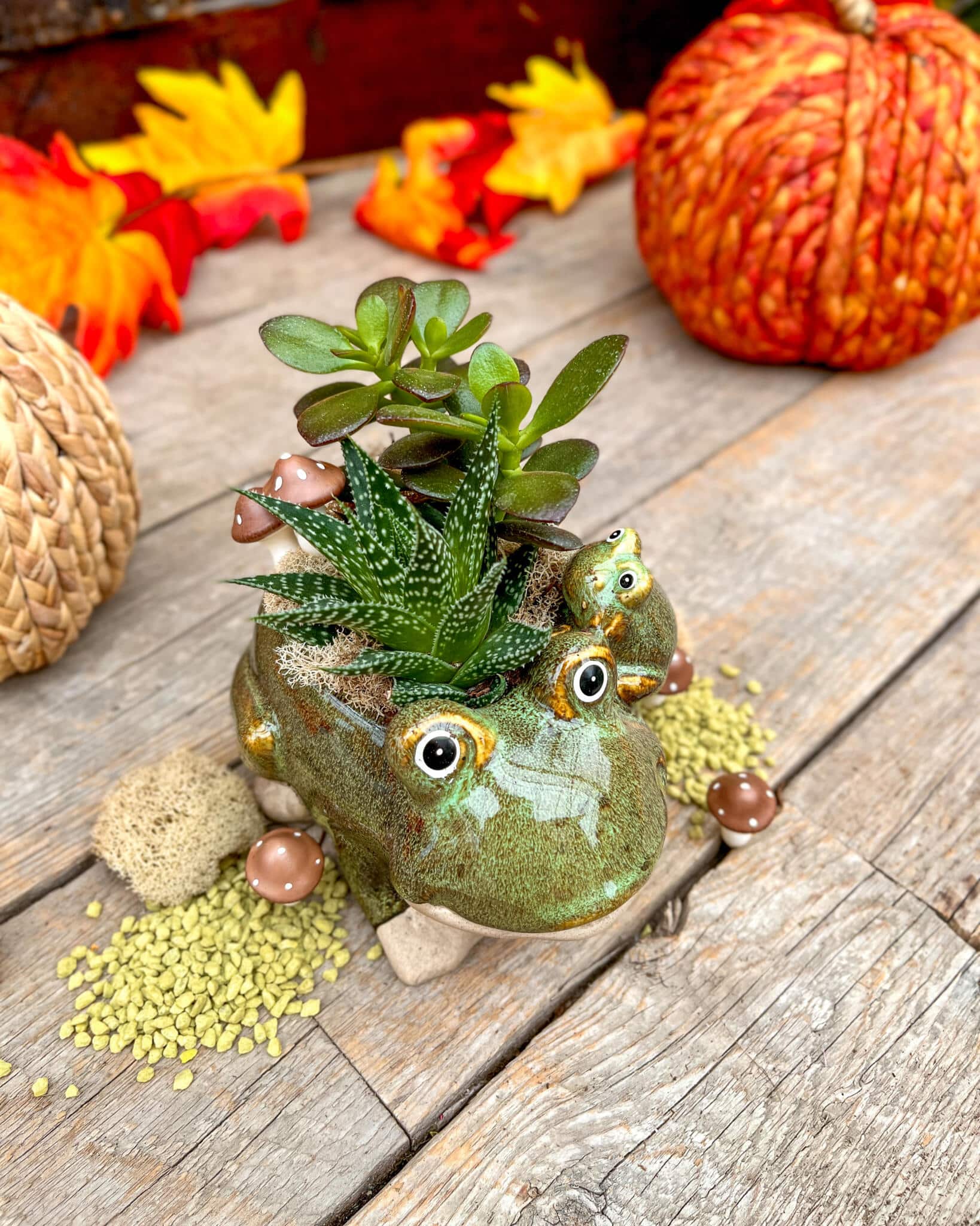 Green glazed frog planter with a spiky striped succulent and rounded succulents, surrounded by fall leaves and pumpkins.
