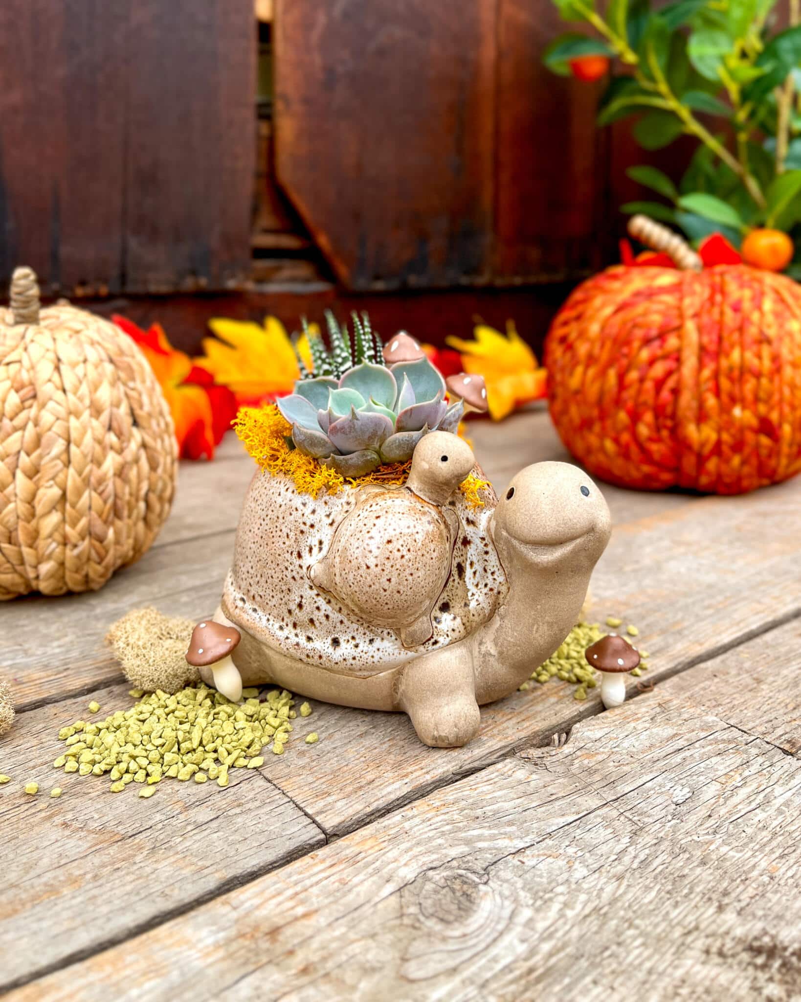 Speckled beige turtle planter topped with a blue-green succulent rosette and yellow moss, beside autumn pumpkins.