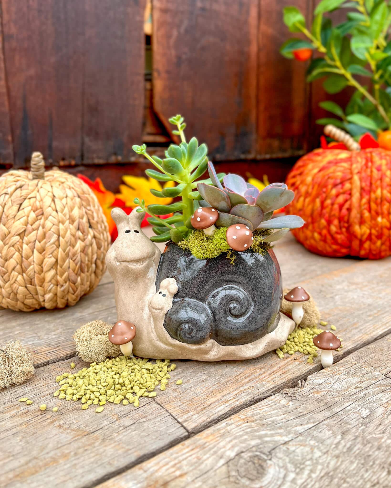 Grey ceramic snail planter holding succulents, moss and tiny mushrooms, set among woven and orange autumn pumpkins.