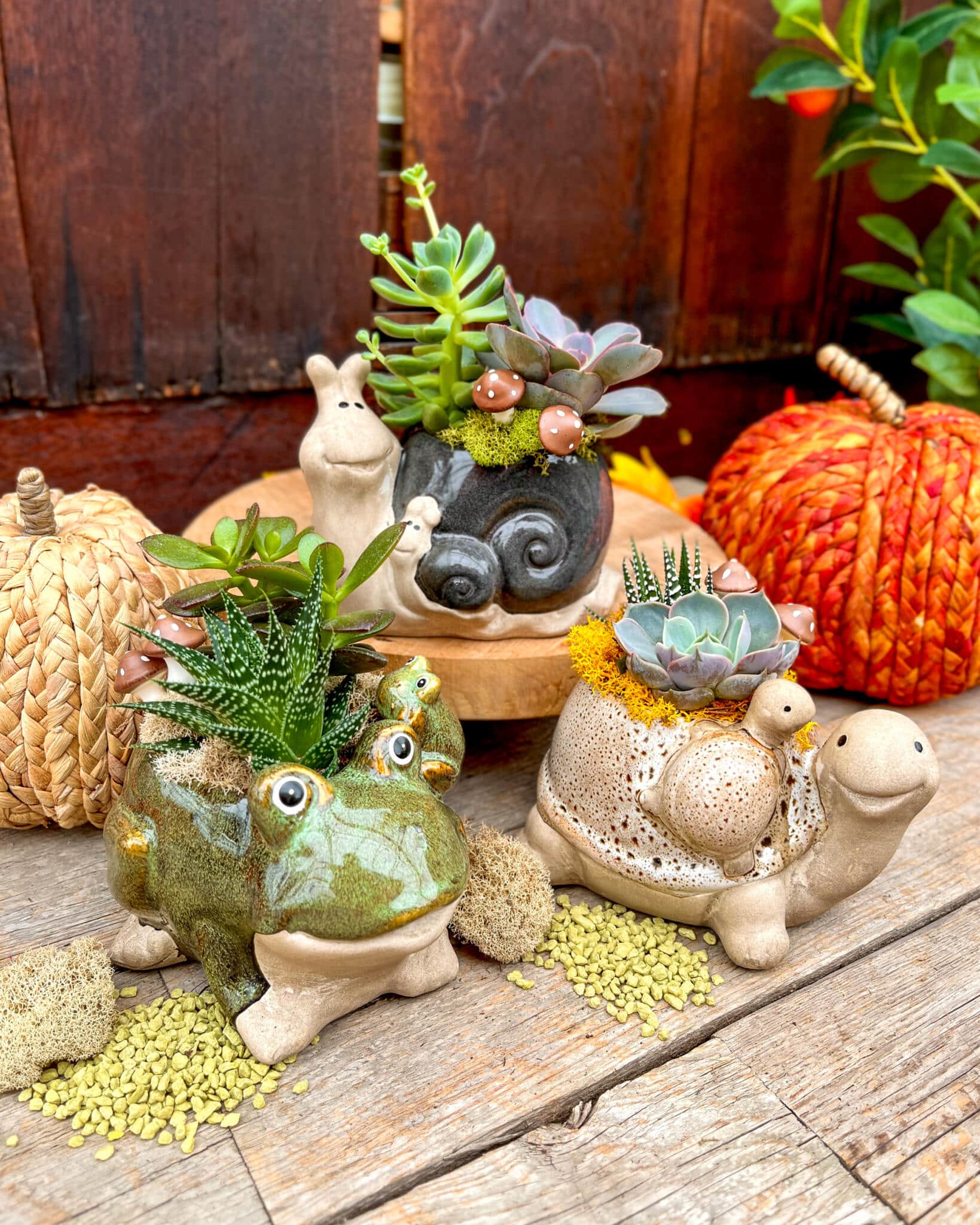 Snail planter raised on a wooden stand behind a frog and a turtle planter, all filled with succulents.