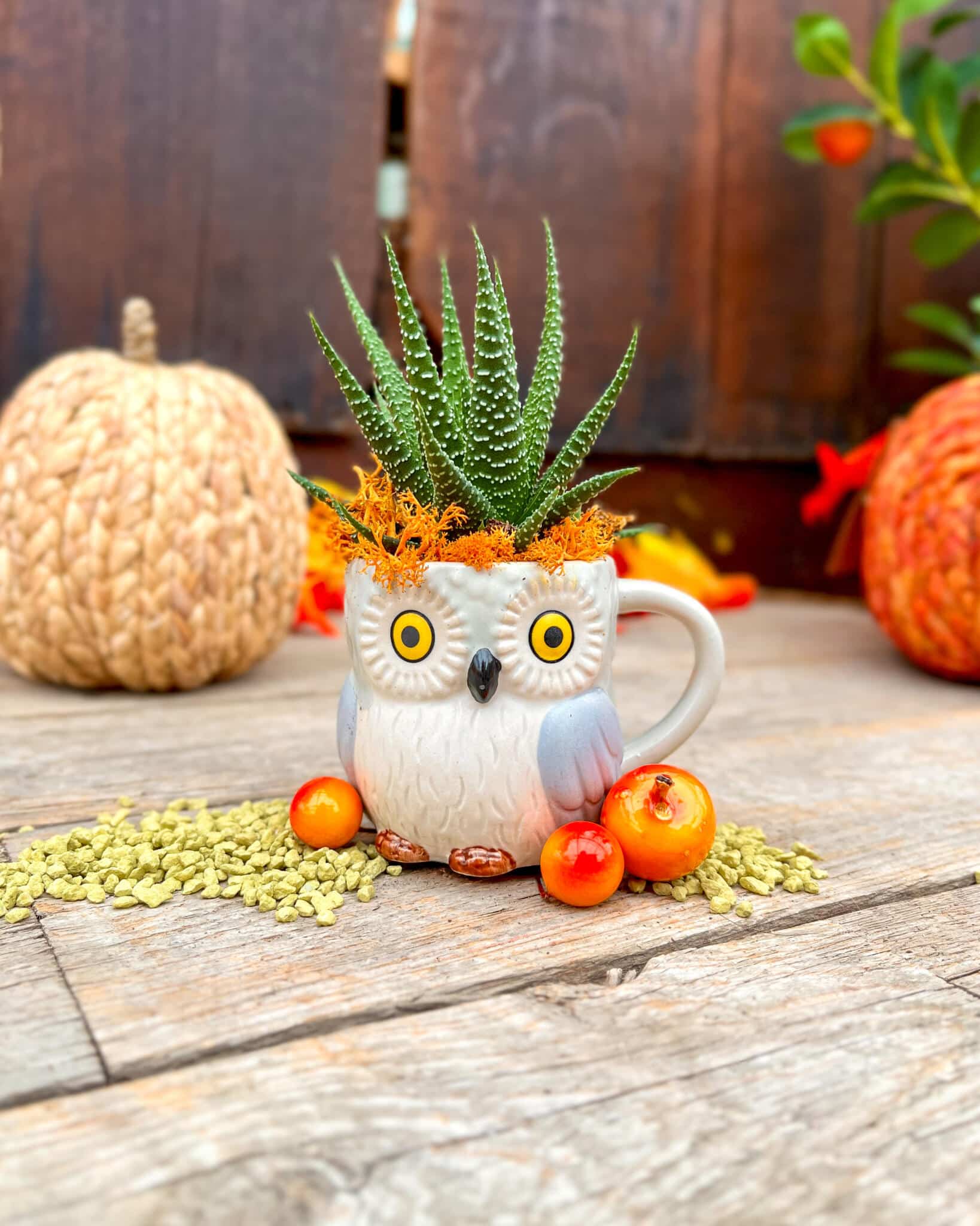 White owl mug with yellow eyes planted with a spiky striped succulent on orange moss, styled with autumn berries.