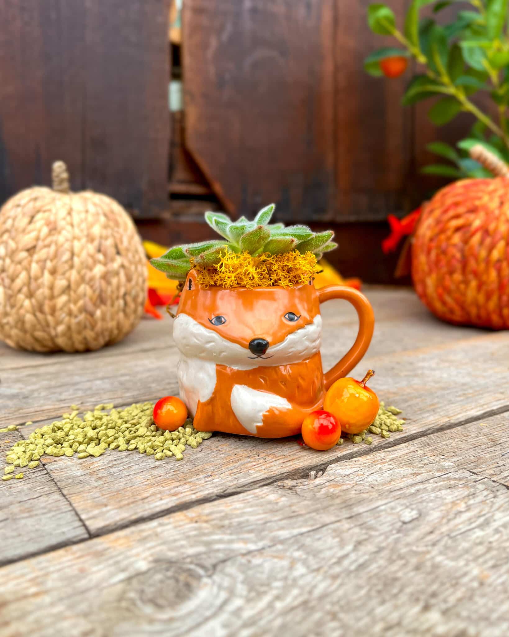 Front view of an orange and white fox mug holding a fuzzy pale green succulent, between woven and knit pumpkins.