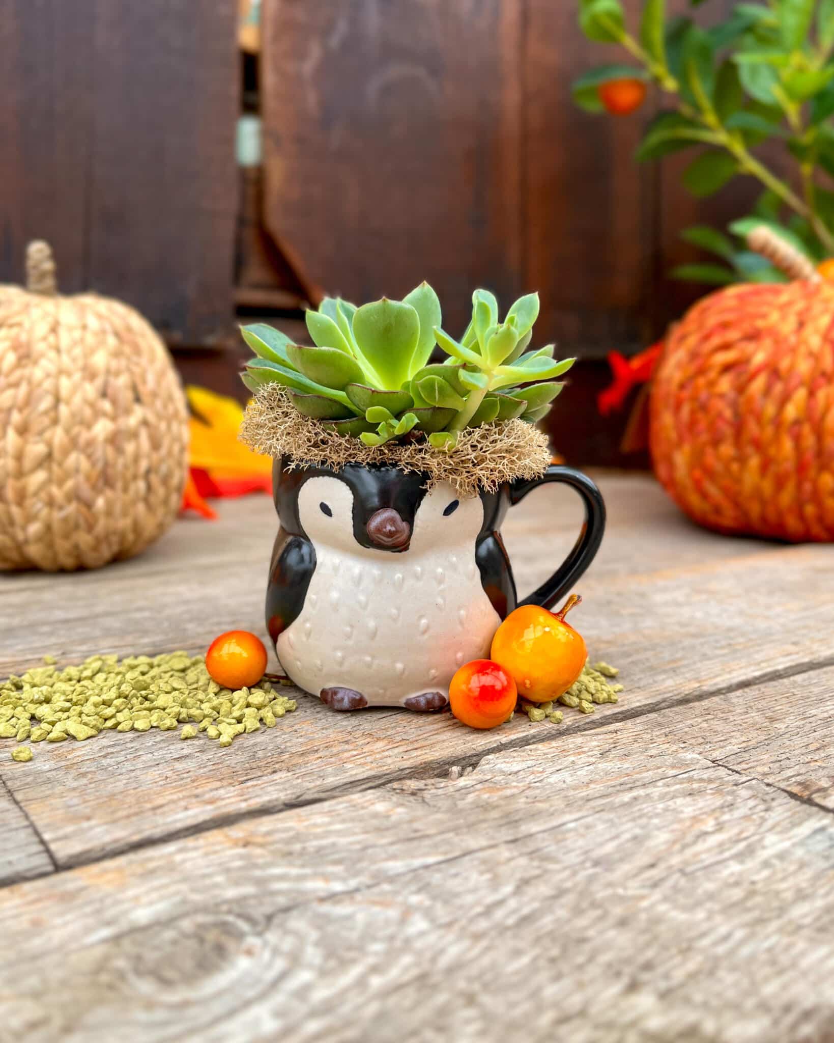 Front view of a black-and-white penguin mug planted with a pale green rosette succulent, with autumn pumpkins behind.