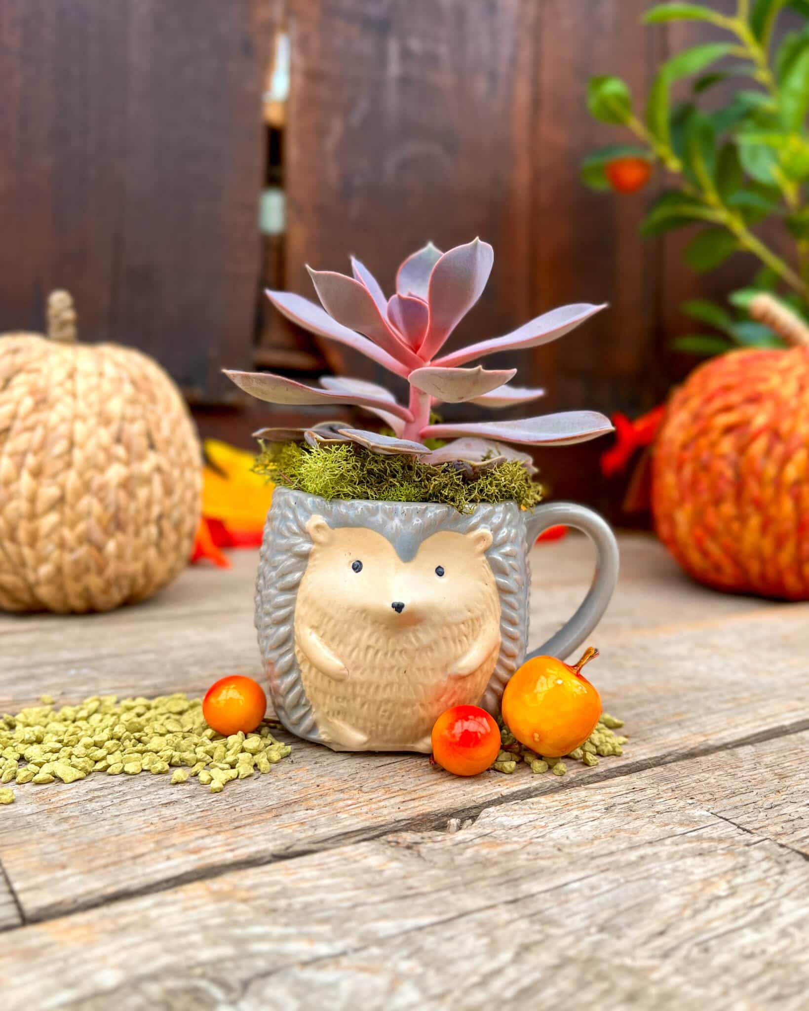 Front view of a grey and cream hedgehog mug holding a pink-purple rosette succulent, between two pumpkins.