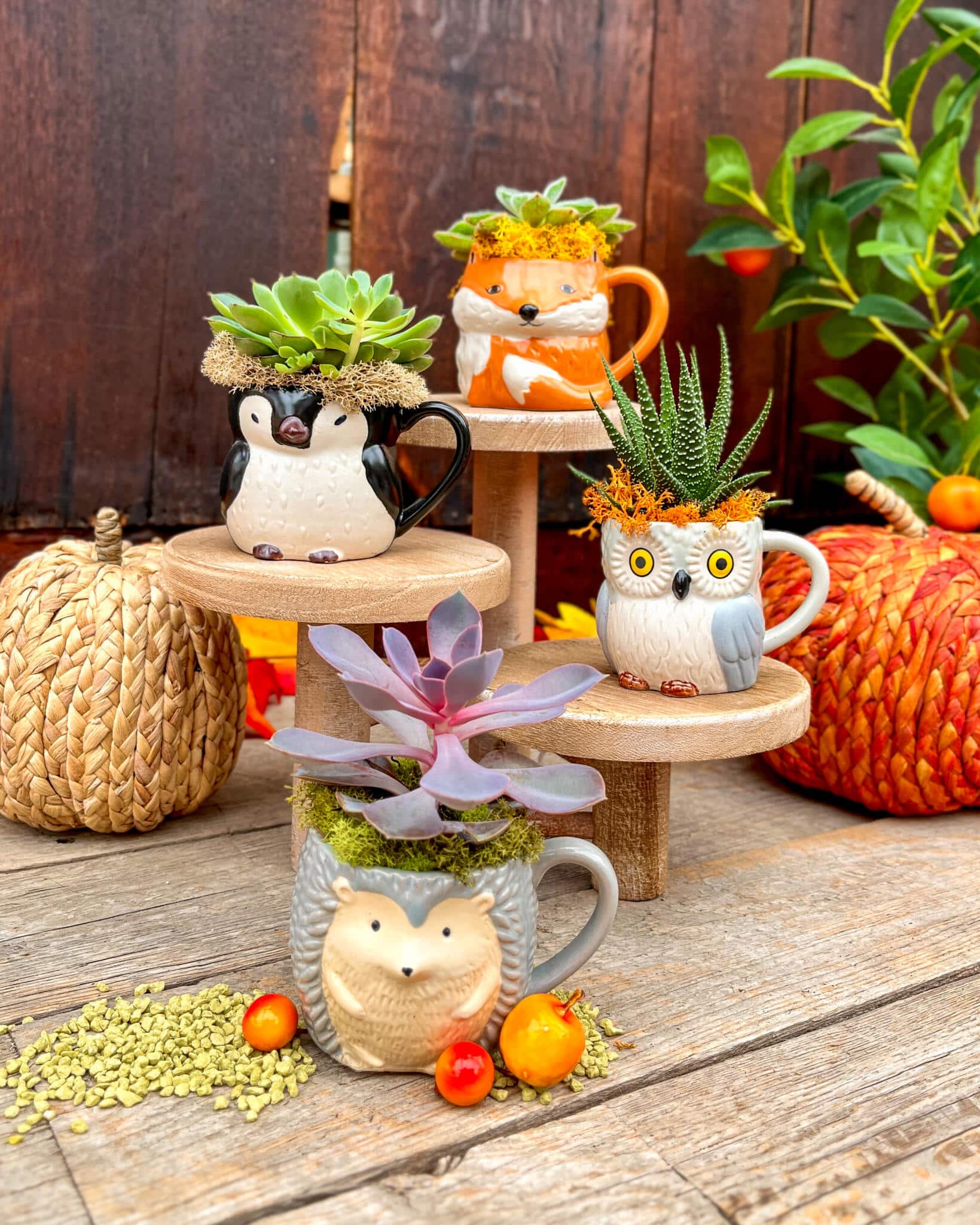 Penguin, fox, owl and hedgehog mugs planted with succulents, arranged on a tiered wooden stand with autumn pumpkins.