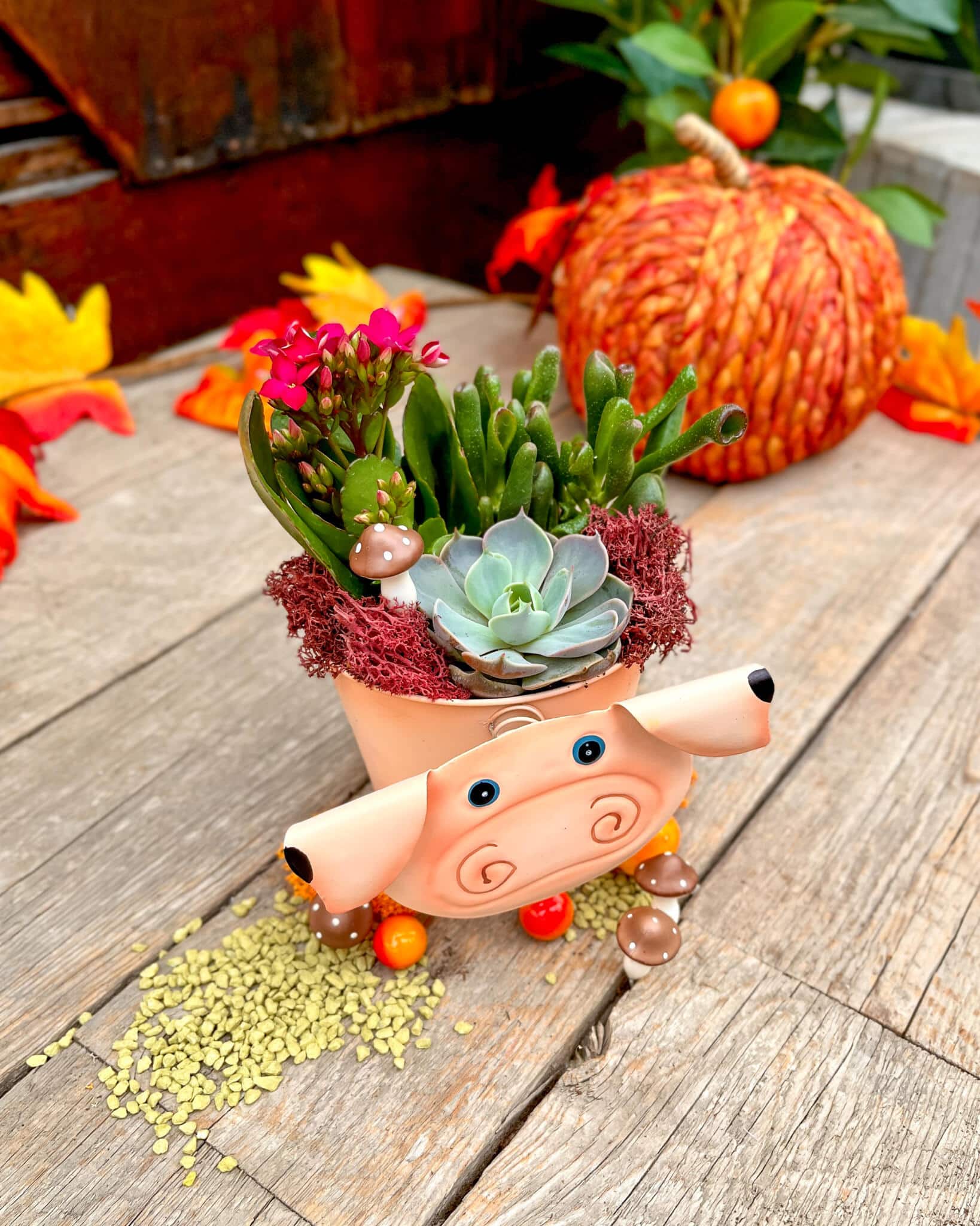 Paws & Plants - Image 5