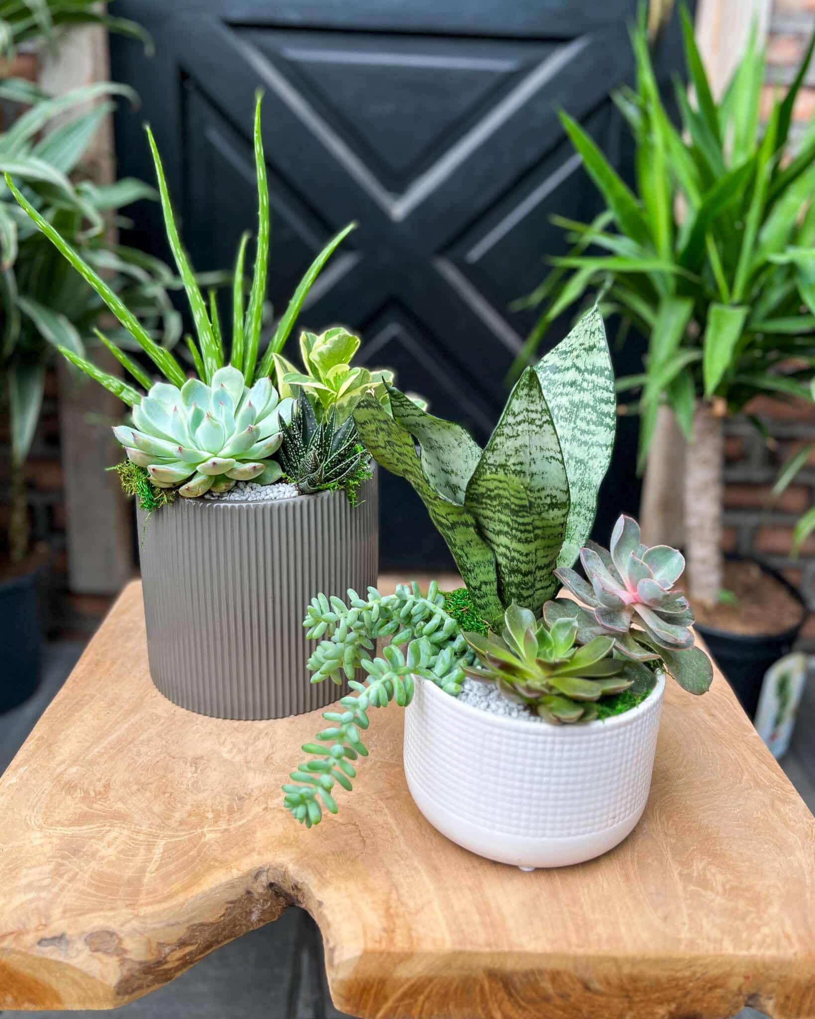 Ribbed brown and white pots of rosette and trailing succulents with speckled upright leaves, on a wood slab before a dark door.