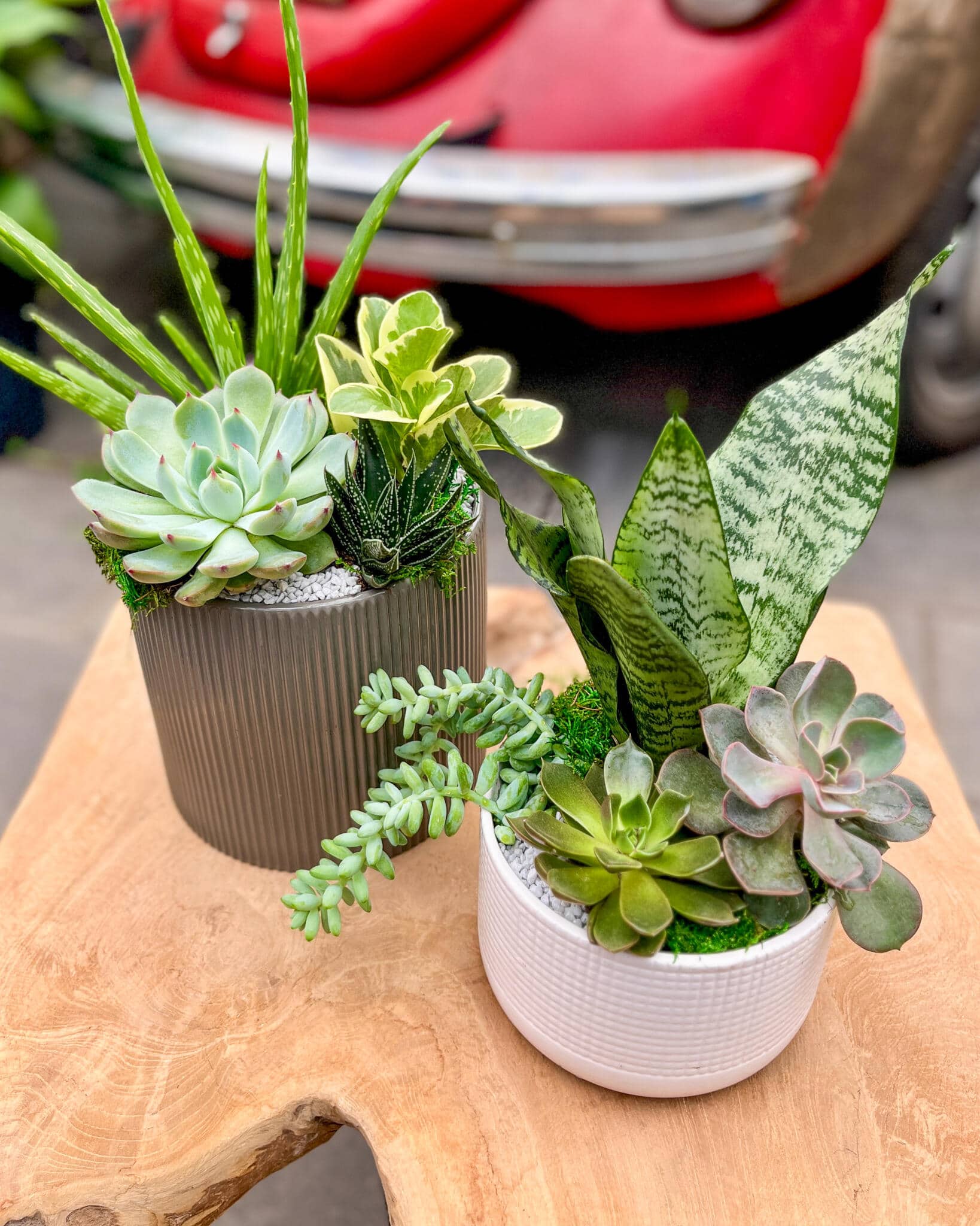 Two succulent planters, one ribbed brown and one white, with rosette and trailing succulents and speckled upright leaves, by a red vintage car.