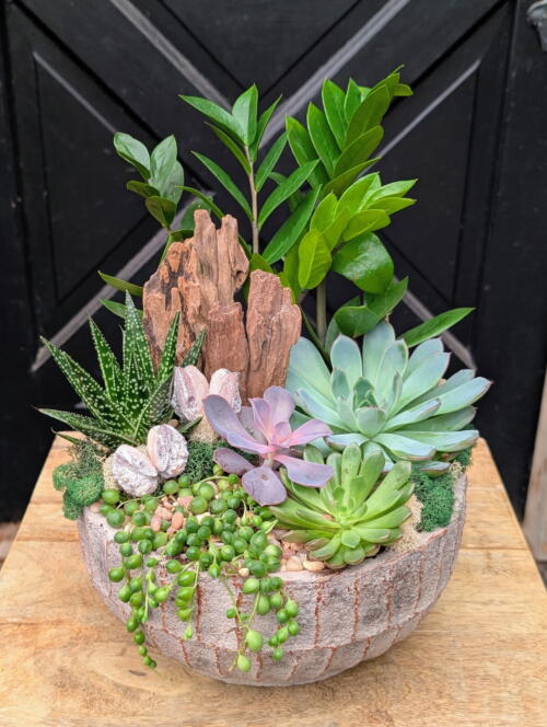 Secret Canyon succulent bowl with driftwood, rosettes and trailing string-of-pearls, set in front of a black barn door.
