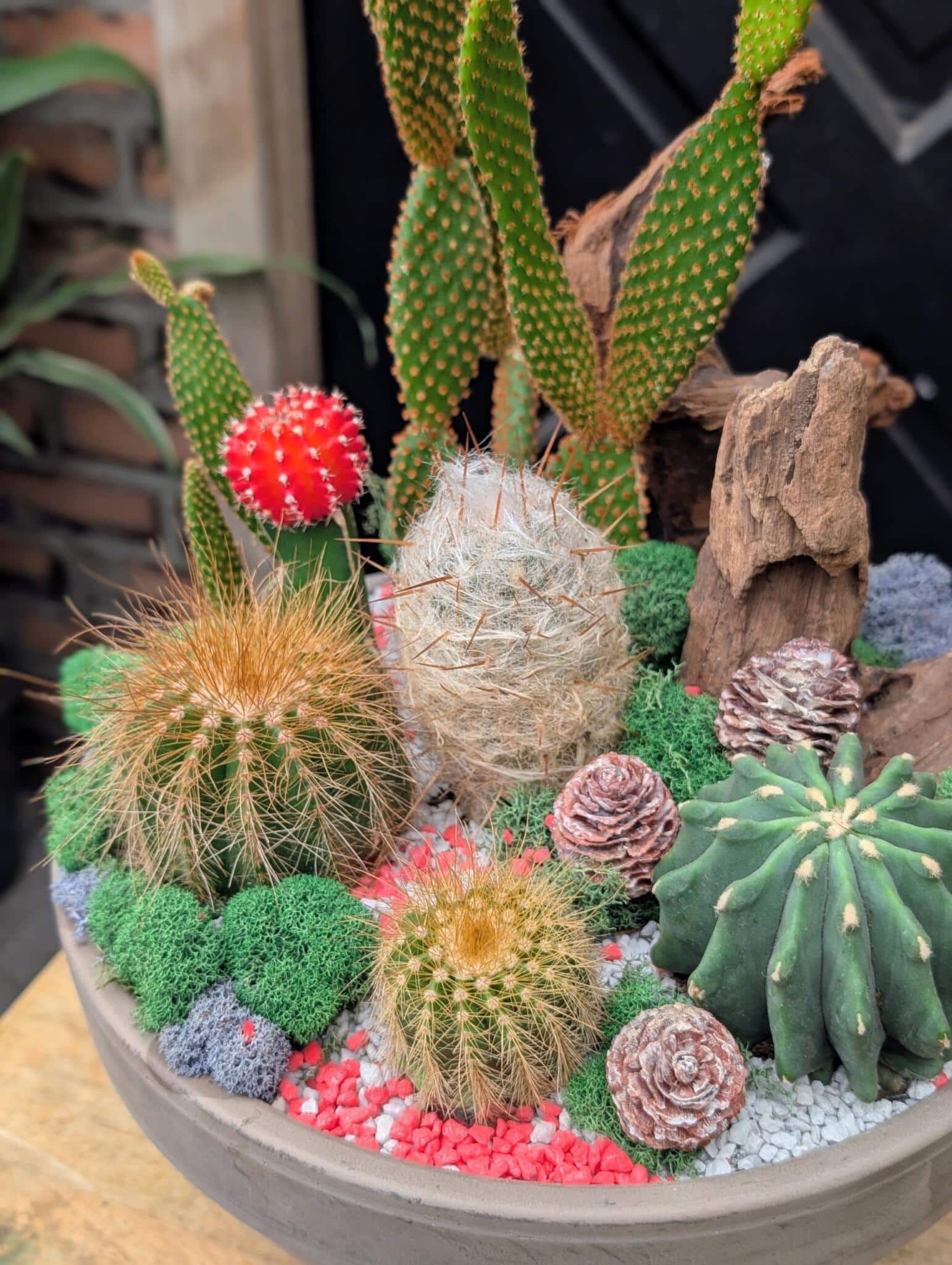 Close-up of a cactus dish garden with a red grafted cactus, barrel cacti, pinecones, driftwood, moss and red stones.