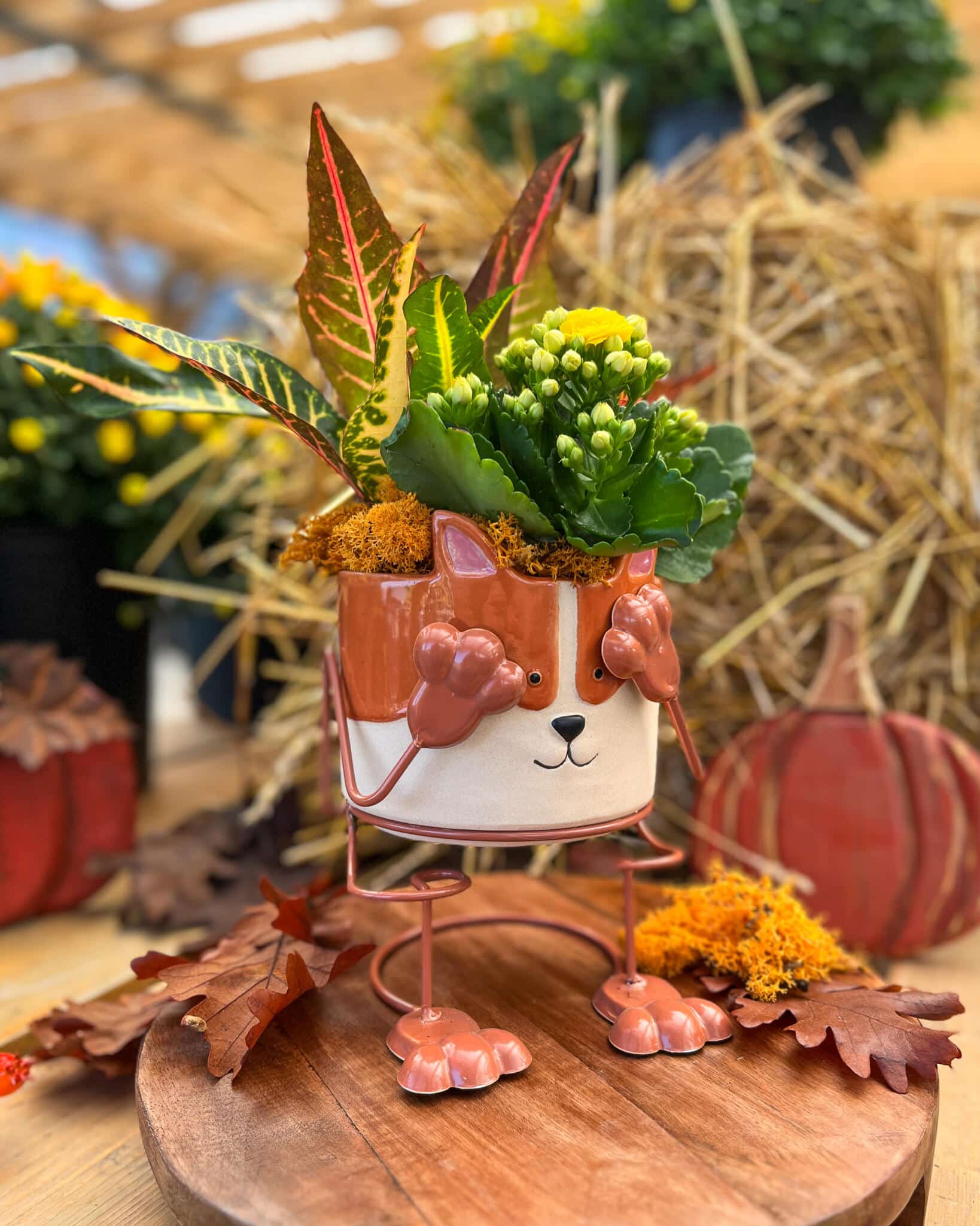 Orange-and-white animal-faced pot on a stand with paws, planted with red and green striped leaves and green flower buds.