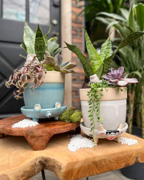 Two animal-footed pots, one blue and one white, each with tall striped leaves, rosette succulents and trailing greens.