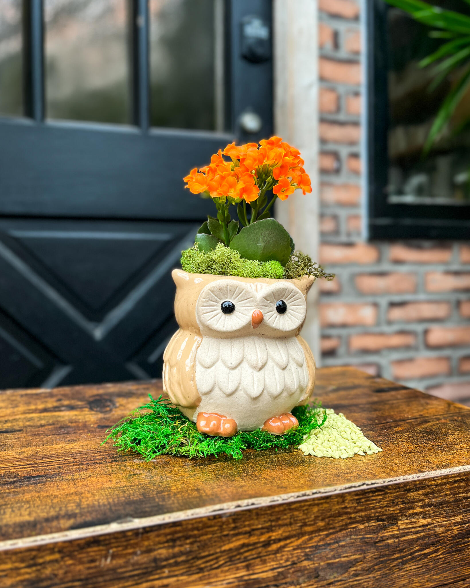 Cream owl planter with orange kalanchoe and moss on a wooden table, in front of a black door.