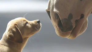 Budweiser Puppy Love Ad Wins This Year's Super Bowl With Over