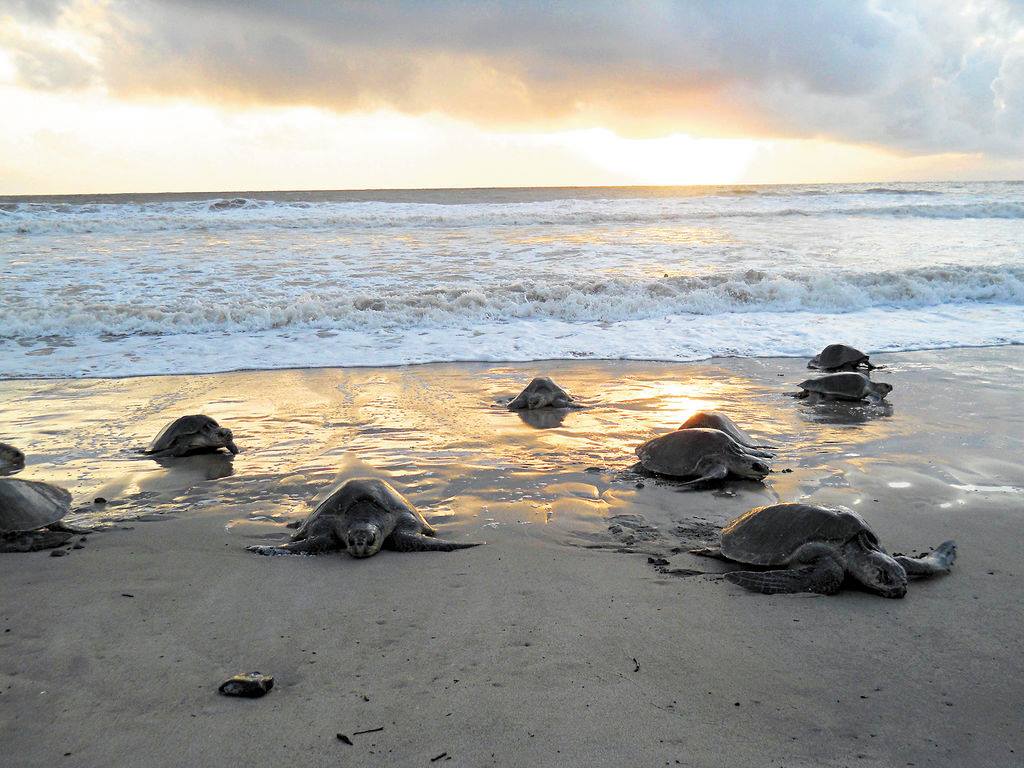 SAN JOSÉ - TORTUGUERO (135km - 4h por carretera / 2h en barco)