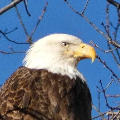 @BirdCentralPark - Twitter Account Stats