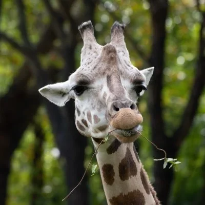 @BronxZoo - Twitter Account Stats