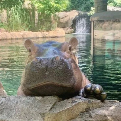 @CincinnatiZoo - Twitter Account Stats