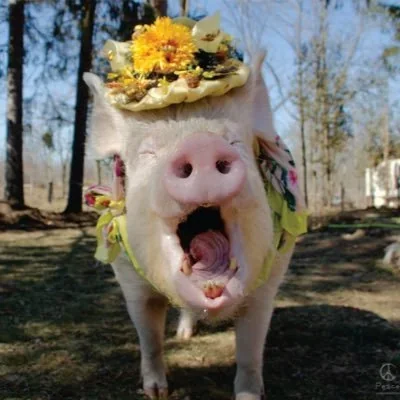@EstherThePig - Twitter Account Stats