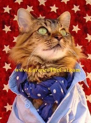 @LorenzoTheCat - Twitter Account Stats