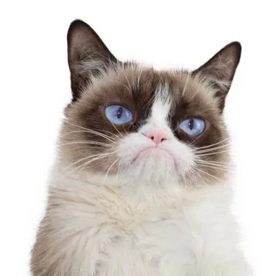 @RealGrumpyCat - Twitter Account Stats