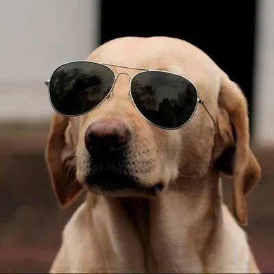 @TheCryptoDog - Twitter Account Stats