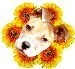 @altgeldshrugged - Twitter Account Stats