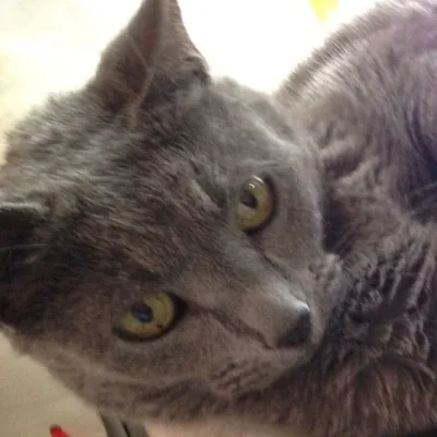 @arairie_manga - Twitter Account Stats