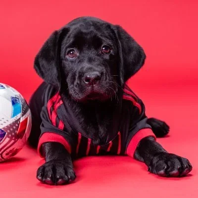 @atlutdpup - Twitter Account Stats