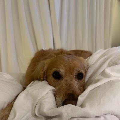 dixie