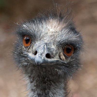 jords but an emu