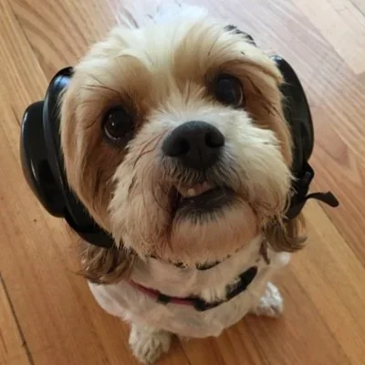 @firstdogonmoon - Twitter Account Stats