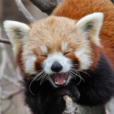 ginga