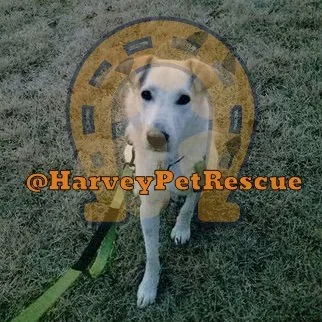 @harveypetrescue - Twitter Account Stats