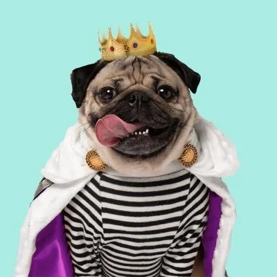 @itsdougthepug - Twitter Account Stats