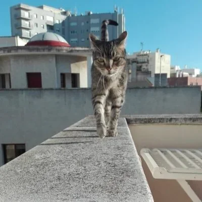 @mellamoares - Twitter Account Stats