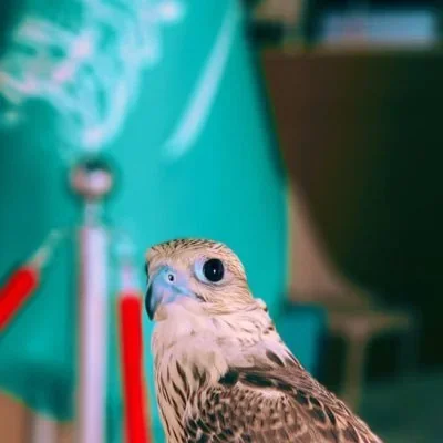 @naifalotaibi4_ - Twitter Account Stats