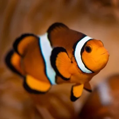 @nyaquarium - Twitter Account Stats