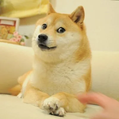 @ownthedoge - Twitter Account Stats