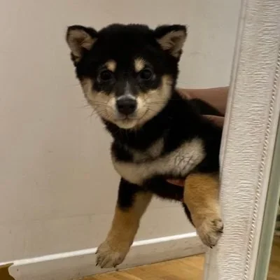 @poomelol - Twitter Account Stats